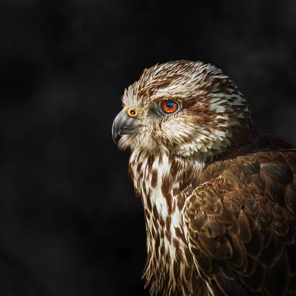 Saker Falcon Falco Cherrug 一种大型猎鹰 — 图库照片