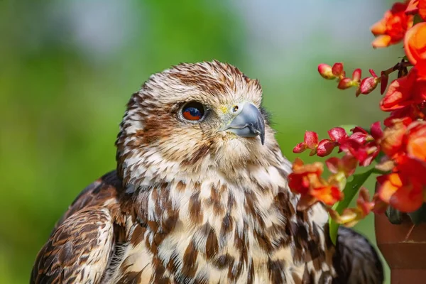 Sokół Siewny Falco Cherrug Duży Gatunek Sokoła — Zdjęcie stockowe