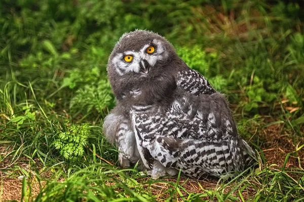 Цыпленок Снежной Совы Bubo Scandiacus — стоковое фото