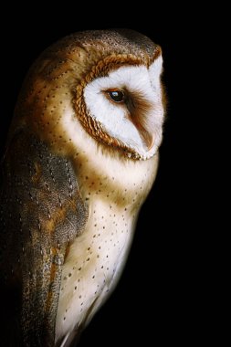 Common barn owl (Tyto alba), the most widely distributed species of owl in the world clipart