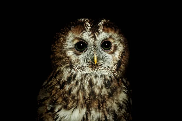 Retrato Coruja Tawny Coruja Marrom Strix Aluco — Fotografia de Stock