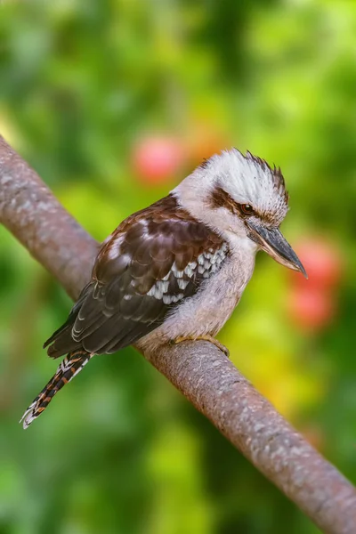 Kookaburras Terrestrial Tree Kingfishers Genus Dacelo — Stock Photo, Image
