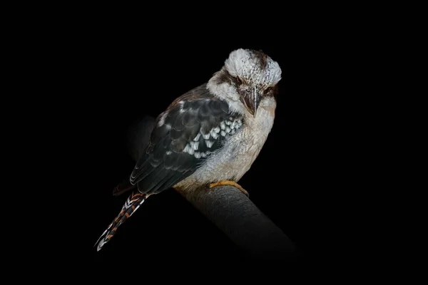 Kookaburras Terrestrial Tree Kingfishers Genus Dacelo — Stock Photo, Image