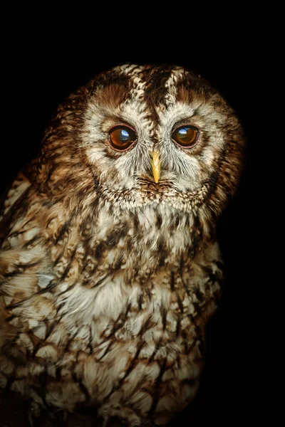 Portrait Tawny Owl Brown Owl Strix Aluco — Stock Photo, Image