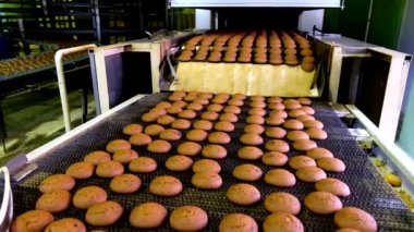 Yulaf kurabiye pişirme üretim hattı. Konveyör bant üzerinde bisküvi