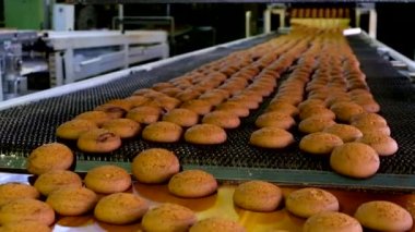 Yulaf kurabiye pişirme üretim hattı. Konveyör bant üzerinde bisküvi