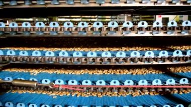 Yuvarlak ekmek yemek fabrikası, yakın çekim görünümü içinde çok düzeyli konveyör makine otomatik