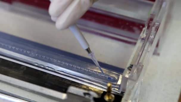 Ученый помещает образцы фрагментов ДНК в агарозный гель для разделения фрагментов ДНК на электрофорез — стоковое видео