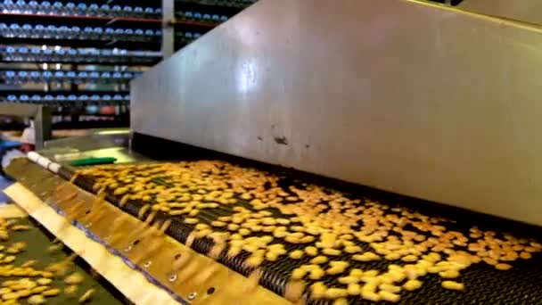 Automatiserade produktionslinje salt cracker cookies. Cookies på transportband — Stockvideo