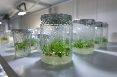 Besin orta ile test tüpleri klonlanmış dekoratif mikro bitkiler. Mikroya yayılma teknolojisi in vitro