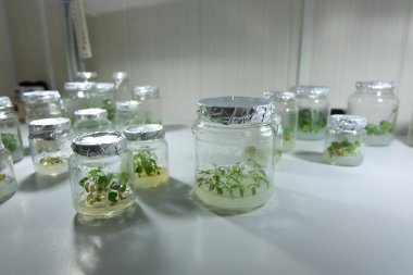 Besin orta ile test tüpleri klonlanmış dekoratif mikro bitkiler. Mikroya yayılma teknolojisi in vitro