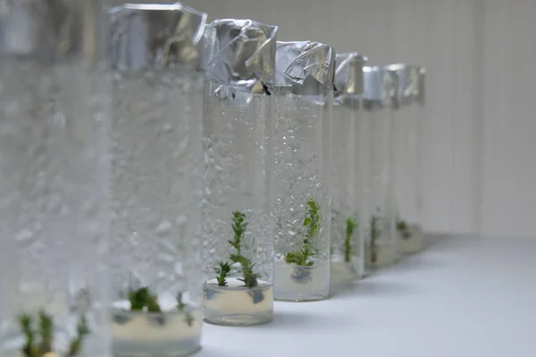Клоновані Декоративні Мікро Рослини Пробірках Поживним Середовищем Технологія Мікропропаганди Vitro — стокове фото