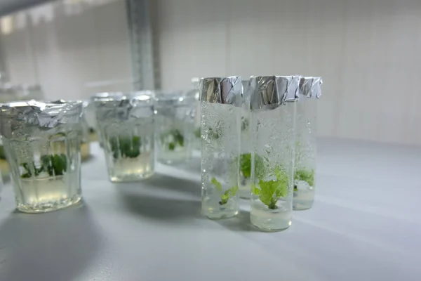 Cloned decorative micro plants in test tubes with nutrient medium. Micropropagation technology in vitro