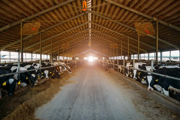 Vacas do diário de reprodução em estábulo de gado livre — Fotografia de Stock