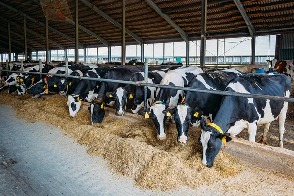 Zucht holsteinischer Friesenkühe im Freilandstall — Stockfoto