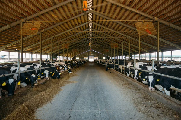 Vacas do diário de reprodução em estábulo de gado livre — Fotografia de Stock