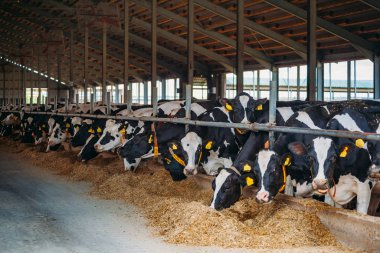 Holstein Frizya günlük inekleri ücretsiz çiftlik hayvanları ahırında