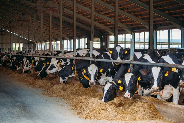 Holstein Fries dagboek koeien in vrije veestallen — Stockfoto