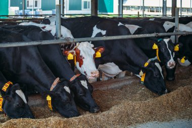 Holstein Frizya günlük inekleri ücretsiz çiftlik hayvanları ahırında