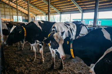 Holstein Frizya günlük inekleri ücretsiz çiftlik hayvanları ahırında