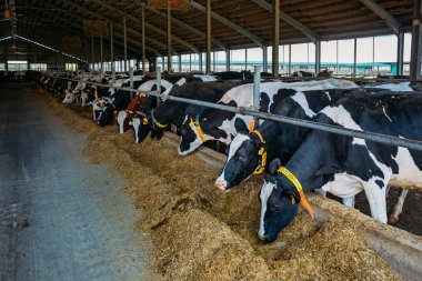 Holstein Frizya günlük inekleri ücretsiz çiftlik hayvanları ahırında