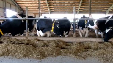 Holstein Frizya günlük inekleri ücretsiz çiftlik hayvanları ahırında