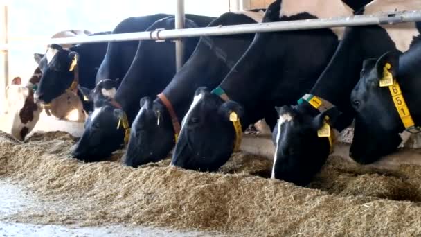 Фризские коровы из Гольштейна в бесплатном стойле для скота — стоковое видео