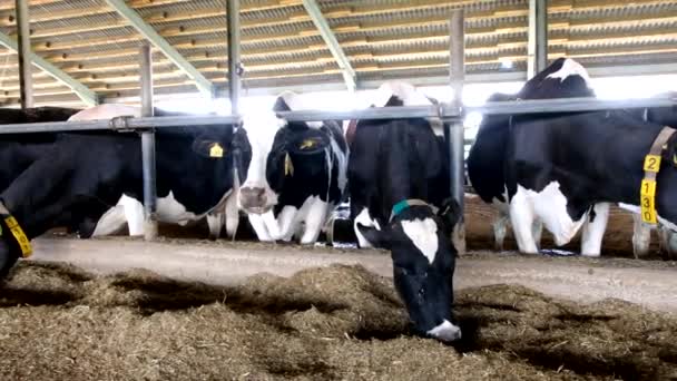 Holstein Frisian diary cows in free livestock stall — Stock Video