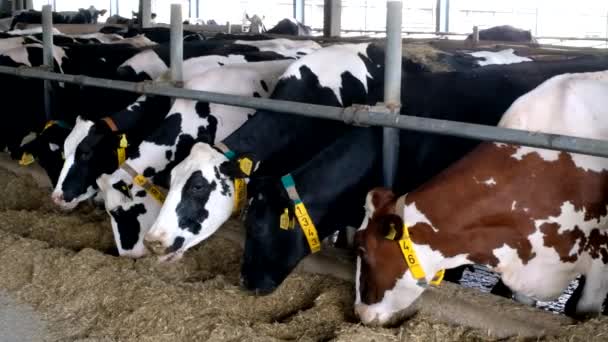 Holstein Frisian diary vaches in free livestock stall — Video
