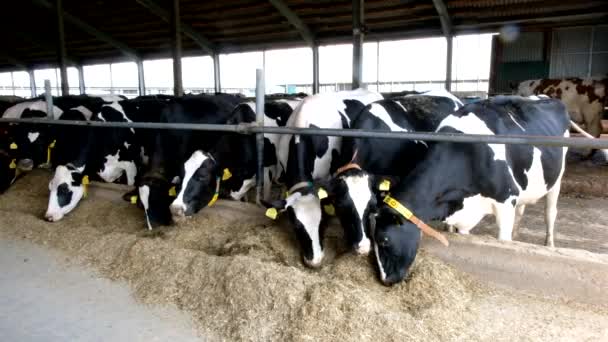 Holstein Frisian napló tehenek szabad állattenyésztés istállóban — Stock videók