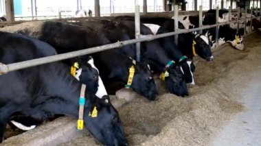 Holstein Frizya günlük inekleri ücretsiz çiftlik hayvanları ahırında