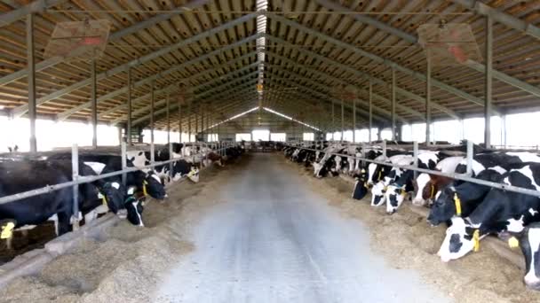 Holstein Frisian diary cows in free livestock stall — Stock Video