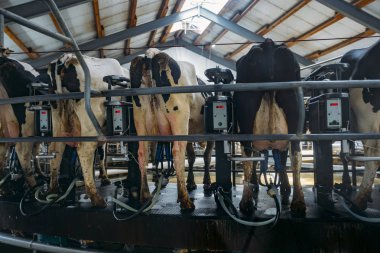 Milking cows by automatic industrial milking rotary system in mo clipart