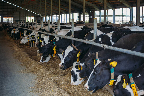 Holstein Frisian diary cows in free livestock stall