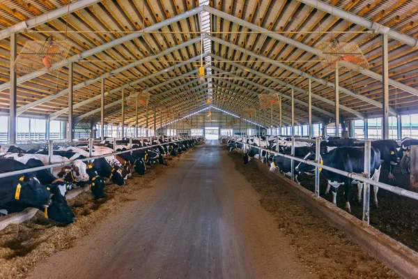 在免费牲畜饲养场饲养日记奶牛 — 图库照片