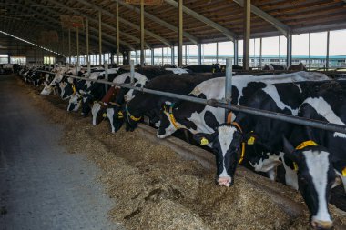 Holstein Frizya günlük inekleri ücretsiz çiftlik hayvanları ahırında