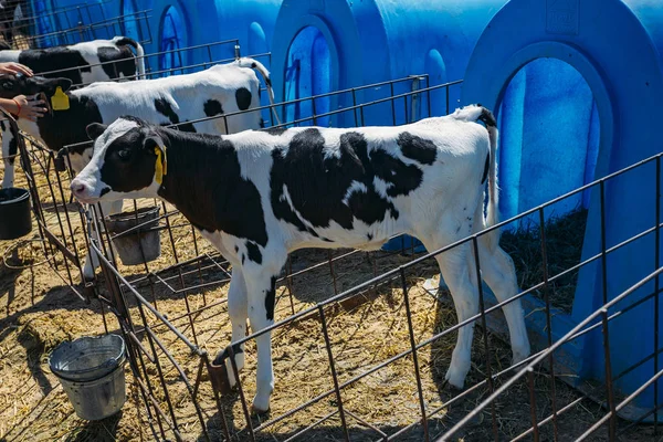 Jeunes veaux Holstein Freisian dans la maison de veau bleu à la ferme journal — Photo