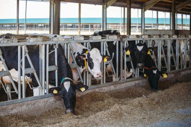 Holstein Frizya günlük inekleri ücretsiz çiftlik hayvanları ahırında