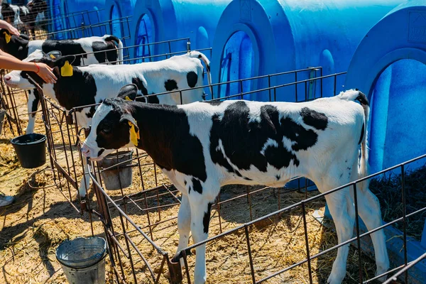 Jeunes veaux Holstein Freisian dans la maison de veau bleu à la ferme journal — Photo