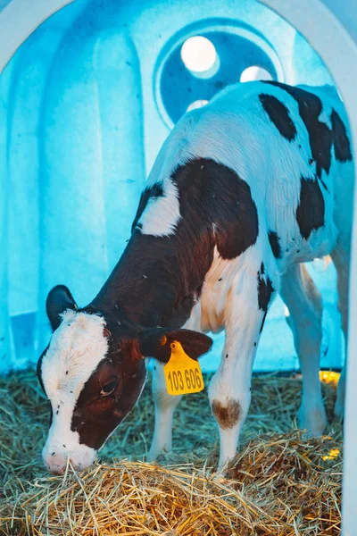 Jeune veau dans un poulailler bleu à la ferme du journal — Photo