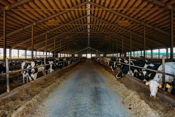 Deníky krav v moderním stáji s dobytkem zdarma — Stock fotografie