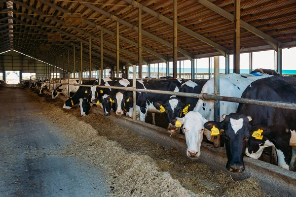 Modern hayvancılık tezgahındaki sıradan inekler.