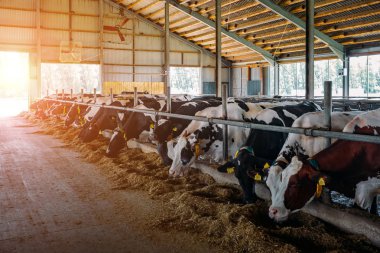 Modern ücretsiz hayvan tezgahında safkan günlük inekler