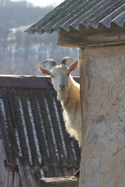Goat looking from rural house — Stock Photo, Image