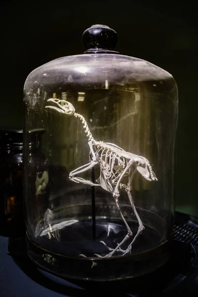 Vogelskelett unter Glaskuppel im anatomischen Labor der Universität — Stockfoto