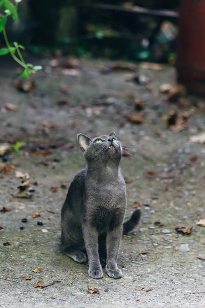 かわいい灰色の猫が座って見上げる — ストック写真