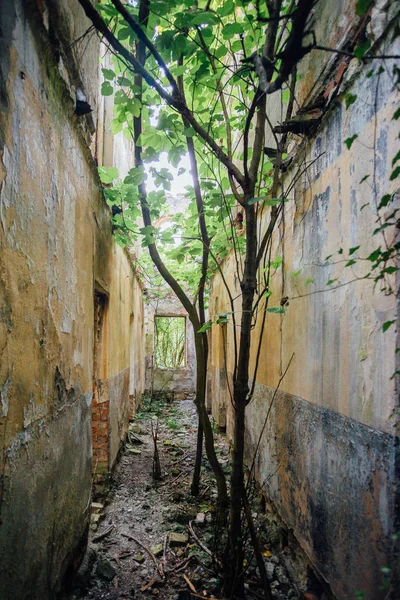 Destroyed by war,overgrown ruins of apartment house — Stock Photo, Image