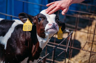 İnsan eli genç buzağı kafasına dokunur ve okşar