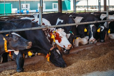 Holstein Frizya günlük inekleri ücretsiz çiftlik hayvanları ahırında