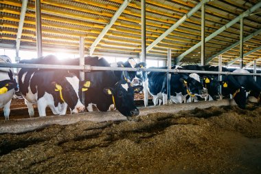 Holstein Frizya günlük inekleri ücretsiz çiftlik hayvanları ahırında